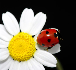 Fototapeta premium ladybug