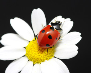 ladybug
