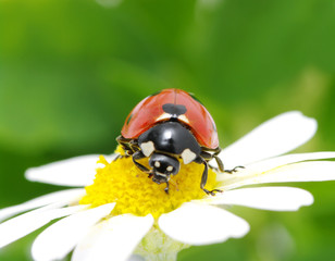 ladybug