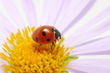 ladybug