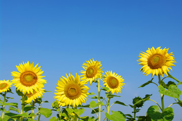 sunflowers