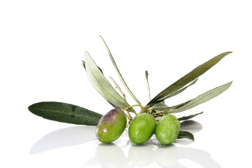 olive branch
