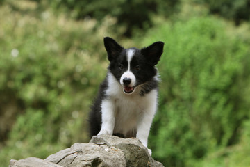 border collie prêt au travail