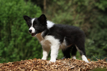 regard perçant du border collie