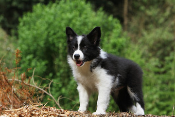 jeune border collie sur ses gardes