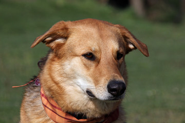 Mischlingshund mit Halstuch