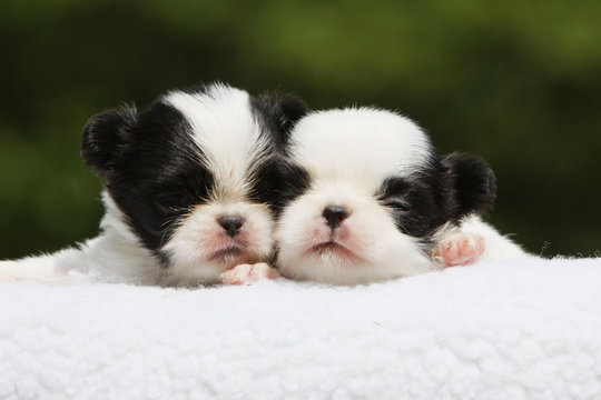 b&eacute;b&eacute;s &eacute;pagneul japonais