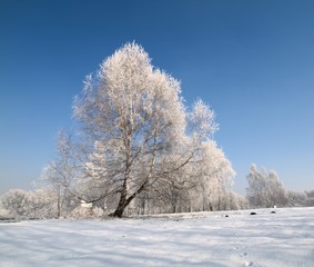 The frozen birch