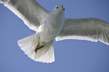 Möwe im Flug