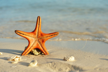 Starfish on a beach