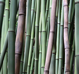 Fototapeta premium Bambus als Hintergrund