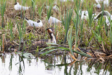 Great Crested Grebe