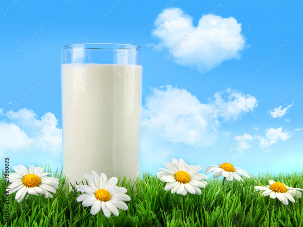 Wall mural glass of milk in the grass with daisies