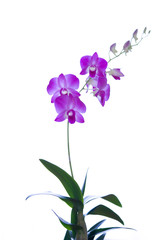 Naklejka na ściany i meble Dendrobium,orchidées