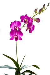 Fototapeta na wymiar orchidées, Dendrobium