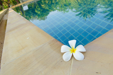 flower by pool with the reflection