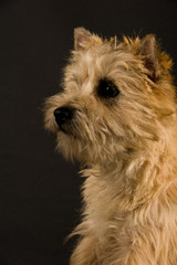 Chien,Cairn Terrier