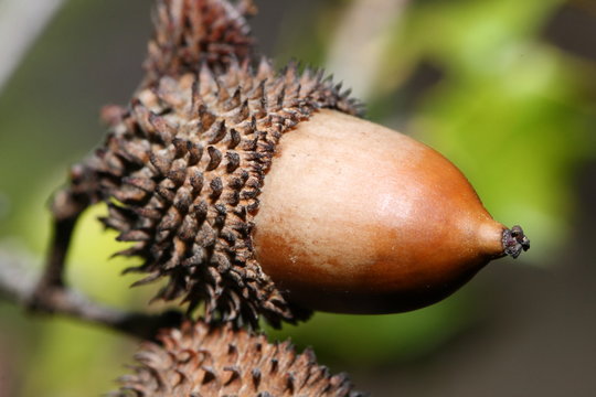 Gland de ch&ecirc;ne vert