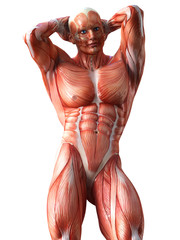 anatomy, muscles © adimas