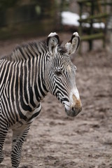 Fototapeta na wymiar Zebra in Nahaufnahme