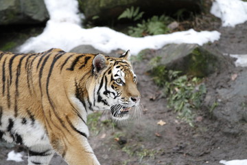 Fototapeta premium Tiger in Bewegung