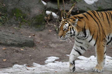 Tiger in Bewegung