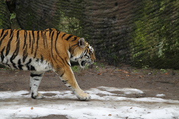 Fototapeta na wymiar Tiger in Bewegung