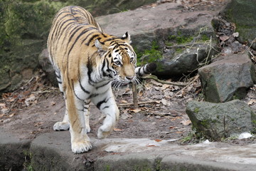 Tiger in Bewegung