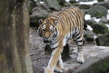 Tiger in Bewegung