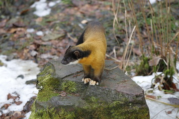 Buntmarder in Nahaufnahme