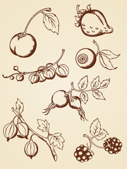 hand drawn vintage berries