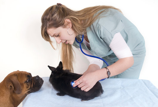 jeune v&eacute;t&eacute;rinaire qui soigne des animaux