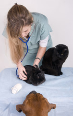 jeune femme vétérinaire entourée d'animaux