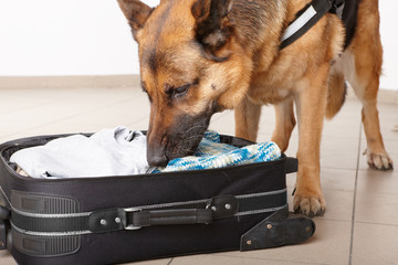 Sniffing dog chceking luggage