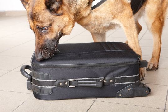 Sniffing dog chceking luggage