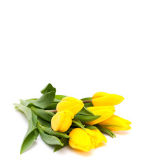yellow tulips © Diana Taliun