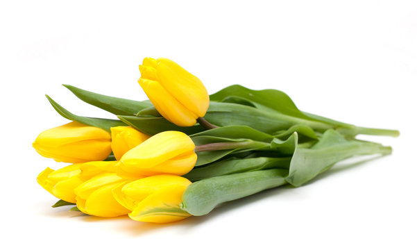 Yellow Tulips