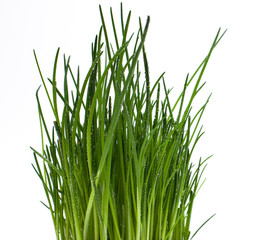 green chives with drops