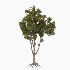 Tree isolated on a white background