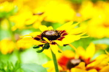 Yellow sunflowers on the bright summer day