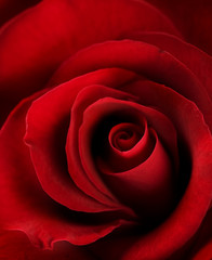 Red Rose Close-up. Selective focus