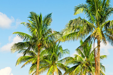 Fototapeta premium Palms trees on the beach during bright day