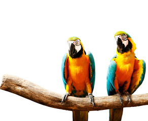 Colourful parrot bird sitting on the perch