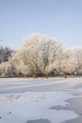 Obraz premium Winter in park! Frozen alley in beauty scenery