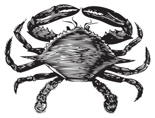 Blue Crab engraving (callinectes hastatus)