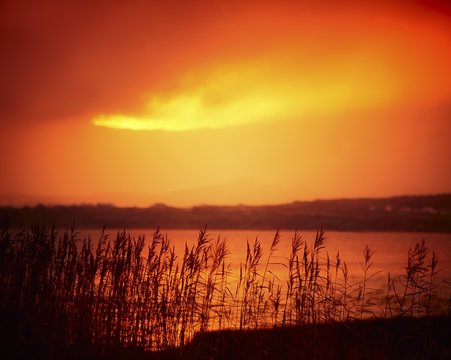 Reeds By Lakeside, Co Donegal, Ireland