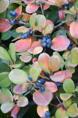 Blue berry bush