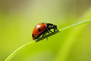 ladybug
