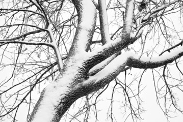 Snow Covered Tree In Black and White
