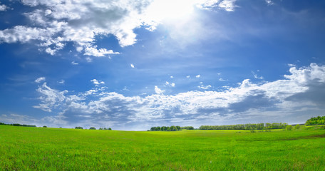 backlit summer field
